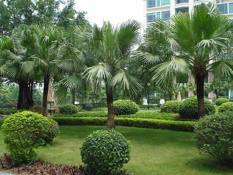 綠化養(yǎng)護服務(wù)